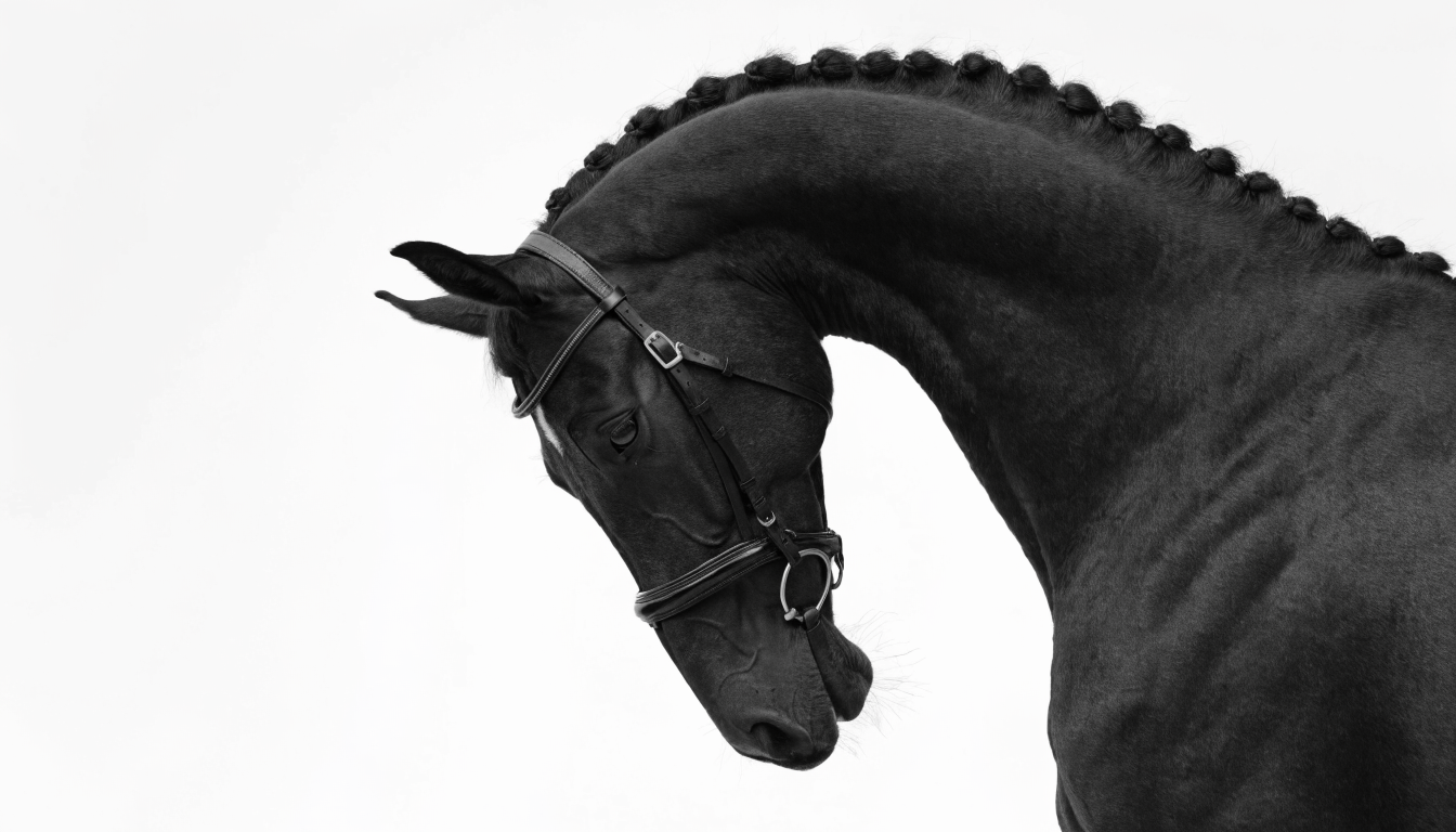 A majestic black horse with an arched, braided neck