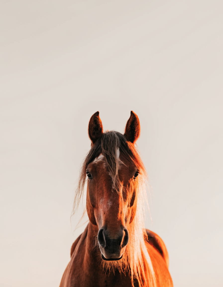 A horse in golden hour light