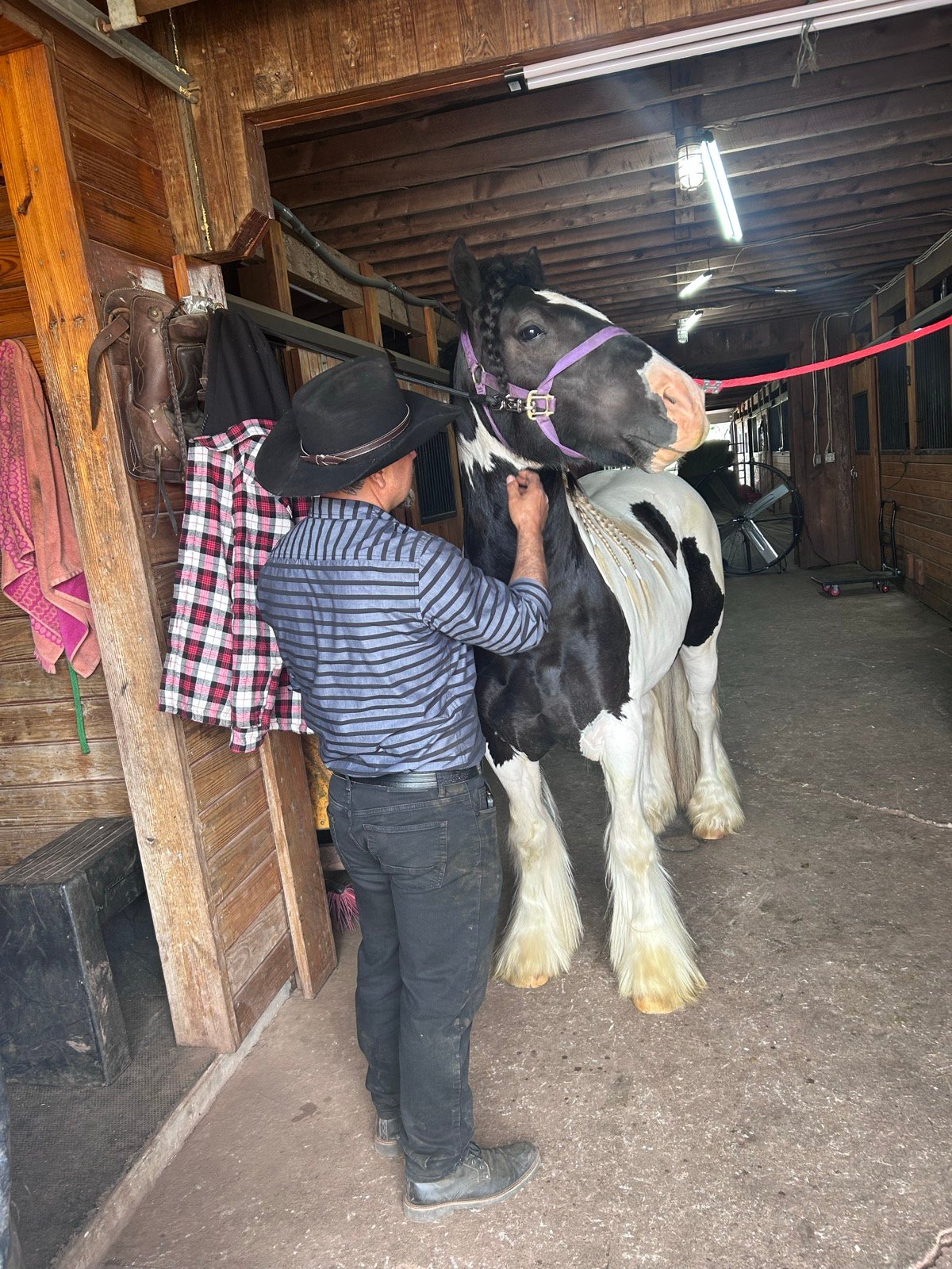 Brandon Castillo grooming a Gypsy Cob in the barn aisle