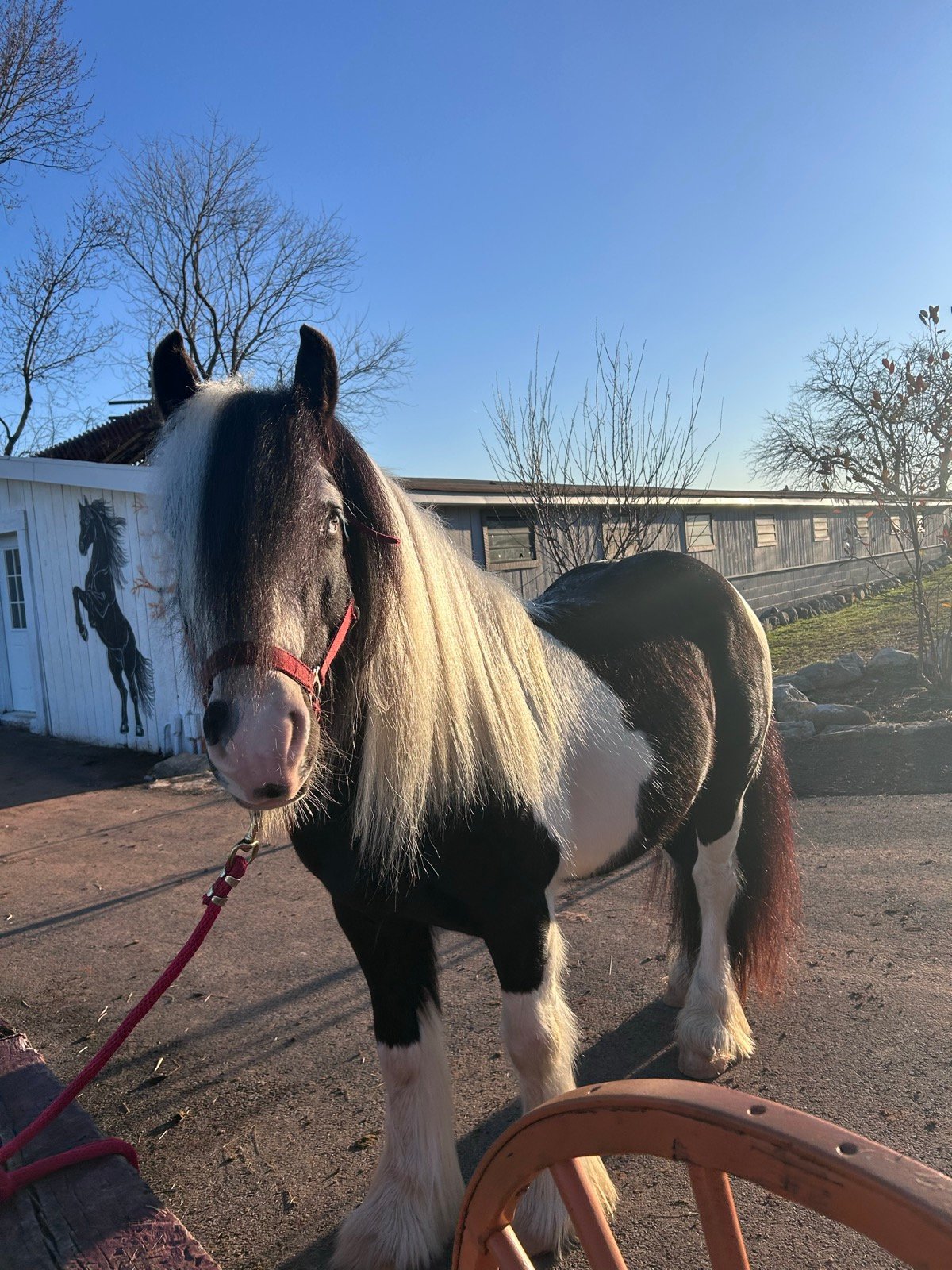 A Gypsy Cob on the property with the stables behind