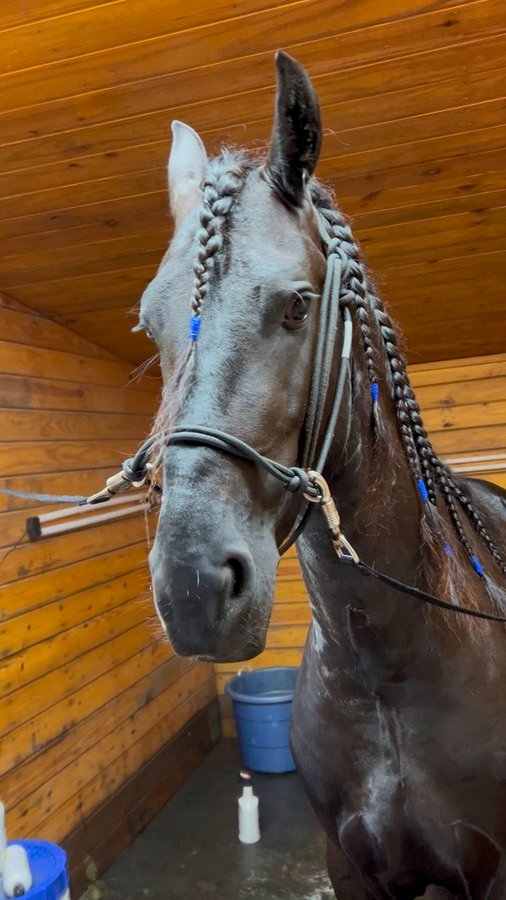 A black horse with a braided mane in the stall