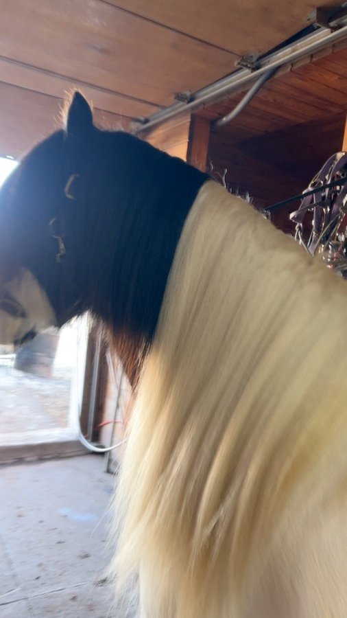 A Gypsy Cob's flowing mane