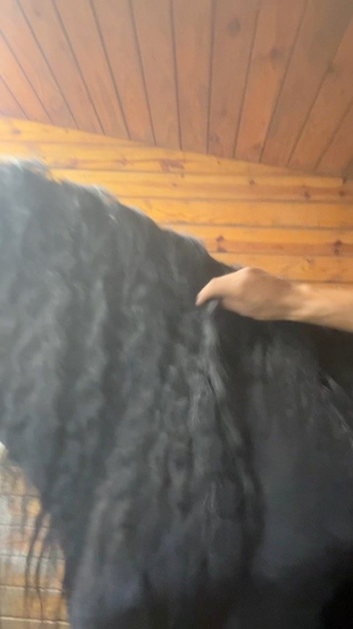 A hand running through a black horse's mane