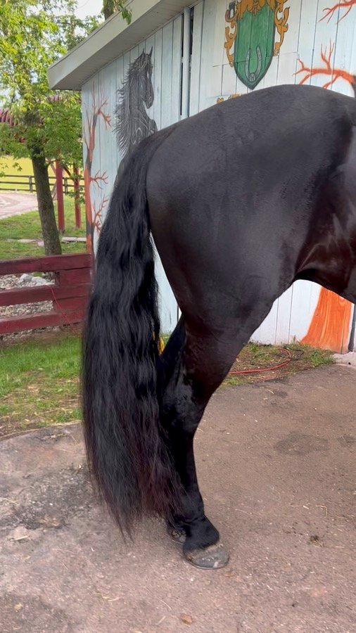 A Friesian's long flowing tail by the barn
