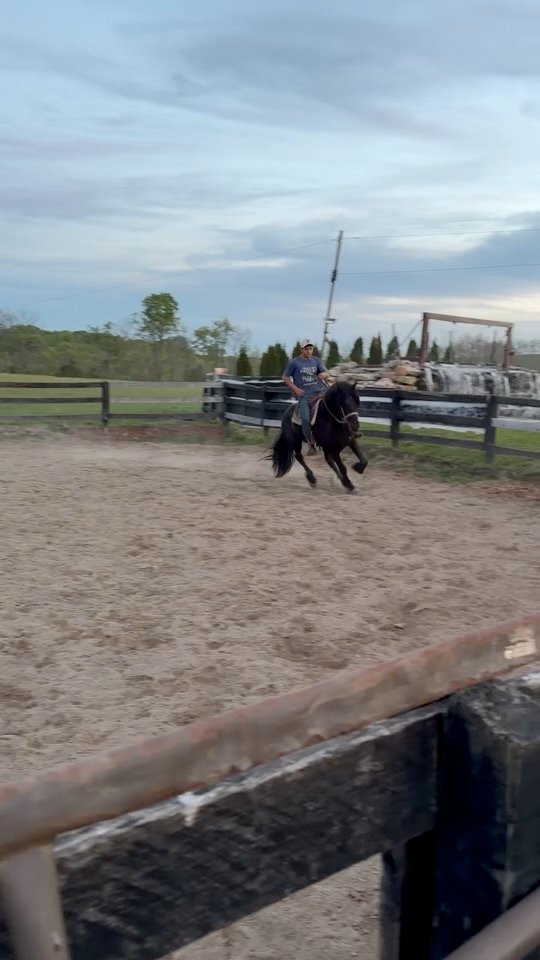 Colt starting under saddle at dusk