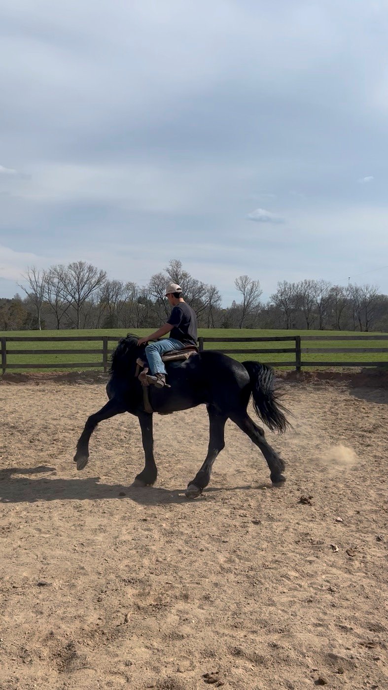 A riding lesson on a black horse in the arena